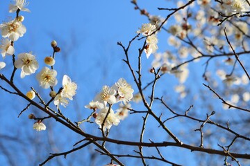 香る梅の花　青空　2月　風景