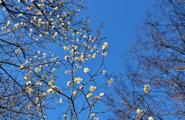 香る梅の花　青空　2月　風景