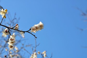 香る梅の花　青空　2月　風景