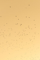 Migrating birds on stunning warm sunset background with vibrant orange red yellow colors and scenery