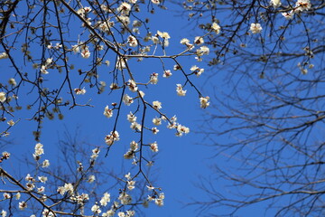 香る梅の花　青空　2月　風景