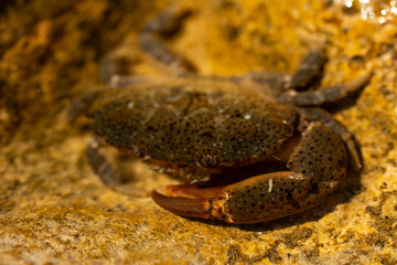 Eriphia verrucosa, sometimes called the warty crab or yellow crab. Black Sea.