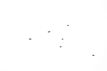Flock of birds migrating isolated on a white background autumn sky view in Plovdiv, Bulgaria