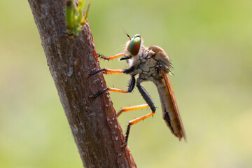 robberfly on a branch
