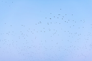 Flock of birds against a blue sky vibrant clear gradient sunny day in Plovdiv, Bulgaria