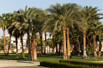 Fototapeta premium Date palms of the African Egypt. Phoenix (plant).