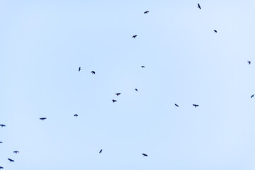 Flock of birds against a blue sky vibrant clear gradient sunny day in Plovdiv, Bulgaria