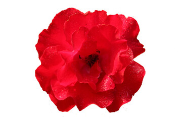 red rose flower beautiful photo object with isolated background