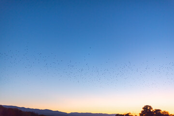 Migrating huge bird flock flying over trees on clear blue sky background in Plovdiv, Bulgaria