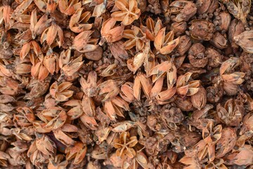 close up Okra seeds
