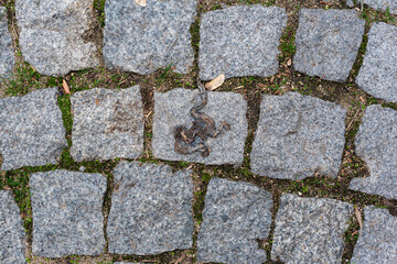 Shape of frog in sidewalk squashed by walkers or heavy weather conditions