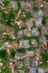 Pathway in peaceful nature park old pavement road covered in grass and fallen autumn dry leaves