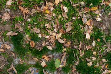 Pathway in peaceful nature park old pavement road covered in grass and fallen autumn dry leaves