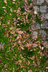 Pathway in peaceful nature park old pavement road covered in grass and fallen autumn dry leaves