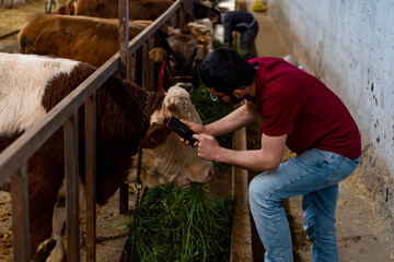 Smart Agritech livestock farming. Young farmer using a smart phone and statistics wireless on a smart phone app in a modern barn. Reading a dairy cows data ear tag