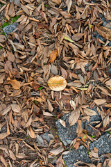 Pathway in peaceful nature park old pavement road covered in grass and fallen autumn dry leaves