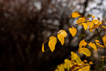 Autumn small branches and fallen leaves in forest at sunny weather with sharp focus and strong bokeh depth of field nature detail