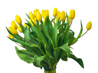 Bouquet of yellow tulips