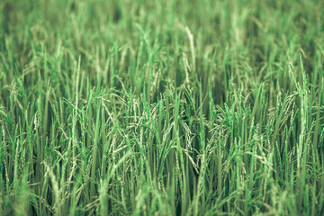 The close background of the green rice fields, the seedlings that are growing, are seen in rural areas as the main occupation of rice farmers who grow rice for sale or living.