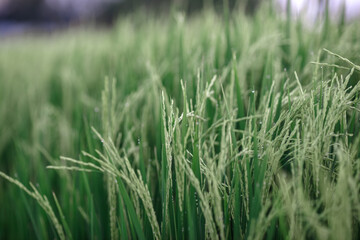 The close background of the green rice fields, the seedlings that are growing, are seen in rural areas as the main occupation of rice farmers who grow rice for sale or living.