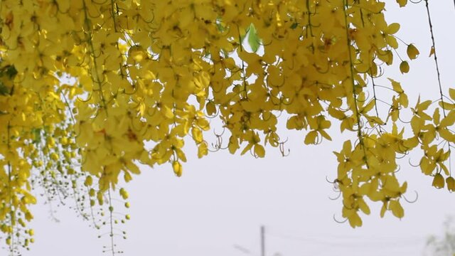 Tropical golden shower blossom or  yellow cassia fistula blooming , Thailand national flowers	
