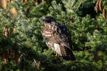 one beautiful hawk resting on the branch of dense needles covered pine tree on a sunny day in the park