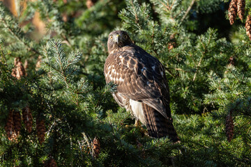 a beautiful hawk staring at your direction on green needles filled pine tree branch on a sunny day