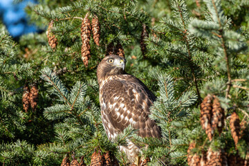 a beautiful hawk resting on green needles filled pine tree branch under the sun staring right at you