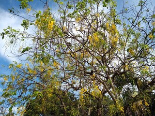 Golden shower flowers (Cassia fistula)