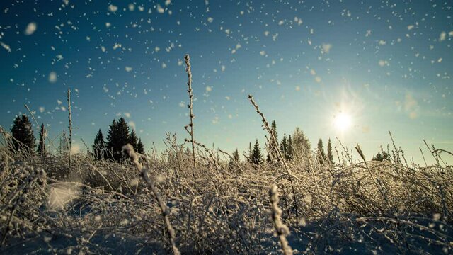 Tree pine spruce in magic forest winter with falling snow sunny day. Snow forest snowfall. Christmas Winter New Year background. Cinemagraph seamless loop animation motion gif render. video loop
