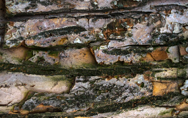 
Texture, wood, bark, for background or splash.
