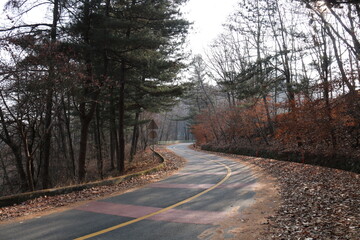 road in the woods