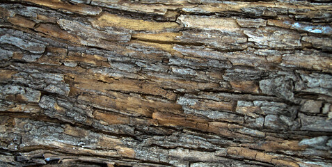 
Texture, wood, bark, for background or splash.