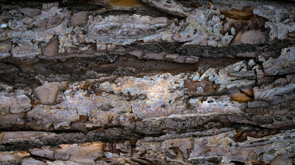 
Texture, wood, bark, for background or splash.