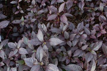 Purple Leaf