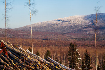 Forestry industry, logging. Snowy tree branches in forest. Hoarfrost. Russia. Urals winter landscape - 398163025
