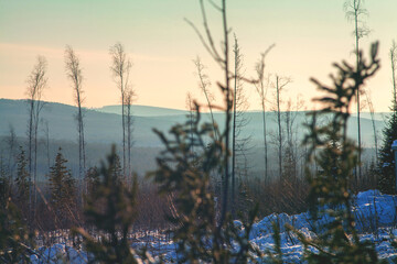 Forestry industry, logging. Snowy tree branches in forest. Hoarfrost. Russia. Urals winter landscape - 398163080