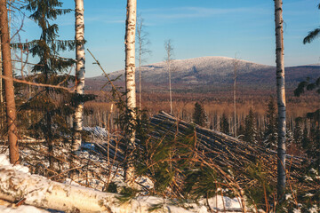 Forestry industry, logging. Snowy tree branches in forest. Hoarfrost. Russia. Urals winter landscape - 398163250