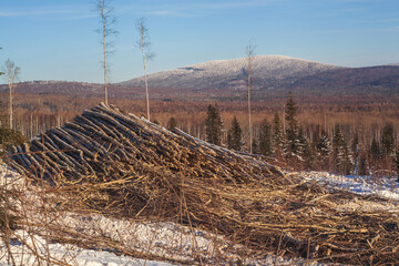 Forestry industry, logging. Snowy tree branches in forest. Hoarfrost. Russia. Urals winter landscape - 398163291