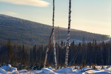 Forestry industry, logging. Snowy tree branches in forest. Hoarfrost. Russia. Urals winter landscape - 398163609