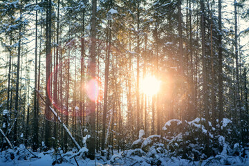 Forestry industry, logging. Snowy tree branches in forest. Hoarfrost. Russia. Urals winter landscape