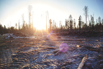 Forestry industry, logging. Snowy tree branches in forest. Hoarfrost. Russia. Urals winter landscape