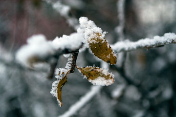 Winter frozen stairs, yellow leaf in winter.