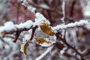 Winter frozen stairs, yellow leaf in winter.