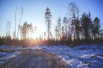 Forestry industry, logging. Snowy tree branches in forest. Hoarfrost. Russia. Urals winter landscape - 398164224