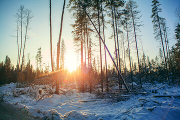 Forestry industry, logging. Snowy tree branches in forest. Hoarfrost. Russia. Urals winter landscape - 398164279