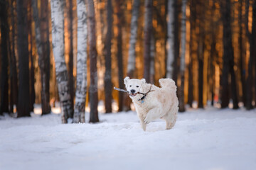 dog in the winter in the snow with a stick . Golden retriever plays in nature, outdoors