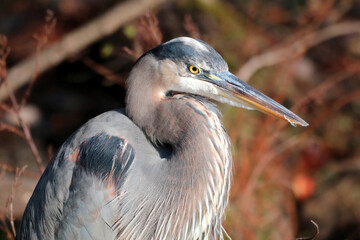 great blue heron