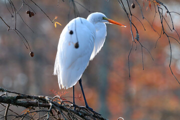 great white egret