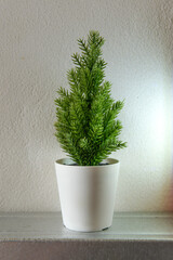 Close up view of green plant in the pot